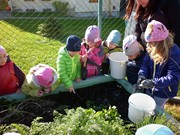 Sklízíme úrodu na školní zahrádce